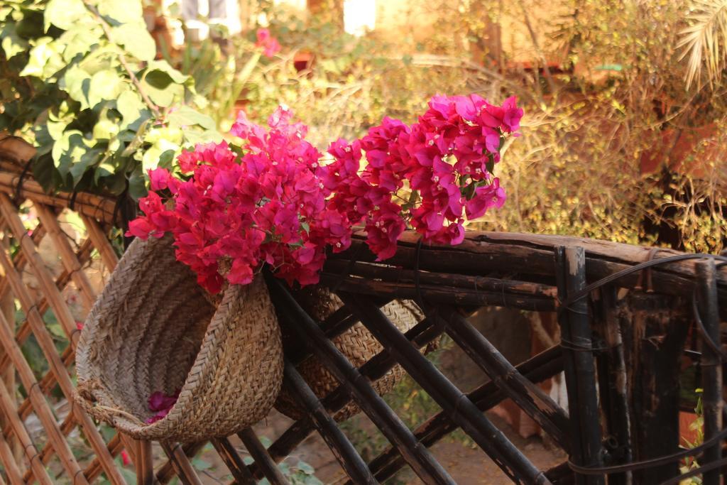 Riad Dar Zaouia ซากอร่า ภายนอก รูปภาพ